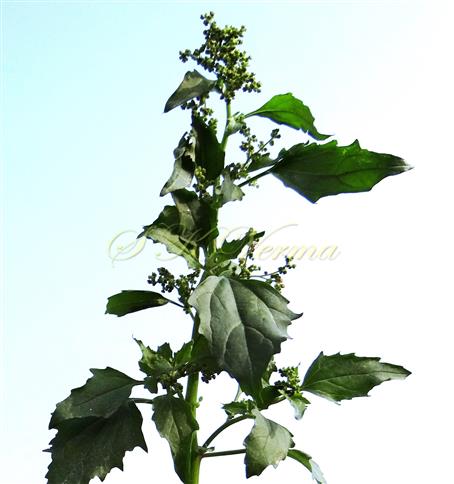  Plant